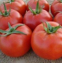 Сагатан F1 - насіння томата, 1000 шт, Syngenta 90148 фото