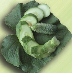 Талія F1 (AGX 30-240 F1) - насіння огірка, Agri Saaten опис, фото, відгуки