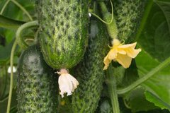 Амарок F1 - насіння огірка, 250 насіння, Bejo 67184 фото