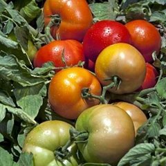 Трибека F1 - семена томата, 1000 шт, Hazera 20827 фото