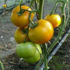 Єллоу Болл F1 - насіння томата, 250 шт, Spark Seeds 81763 фото