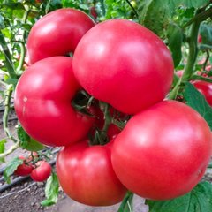 Малдуо F1 - насіння томата, 500 шт, Syngenta 80201 фото
