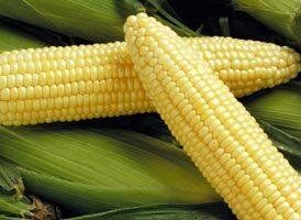 Спирит F1 - семена кукурузы, 100 000 шт, Syngenta 62505 фото