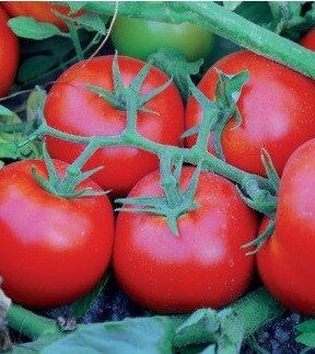 Сагатан F1 - насіння томата, 1000 шт, Syngenta 90148 фото
