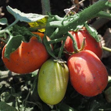 Калієндо F1 - насіння томата, 1000 шт, Esasem 744026678 фото