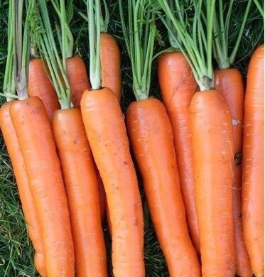 Лагуна F1 - насіння моркви, 100 000 шт (1.6 - 1.8), Nunhems 74429 фото