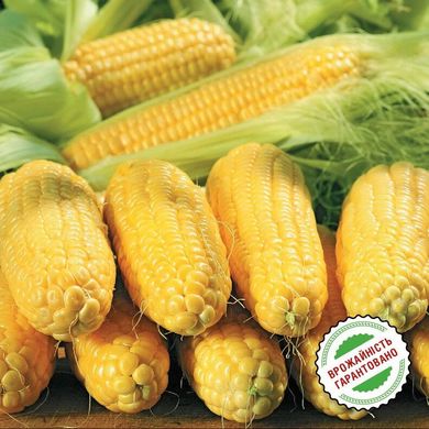 Спіріт F1 - насіння кукурудзи, 100 000 шт, Syngenta 62505 фото