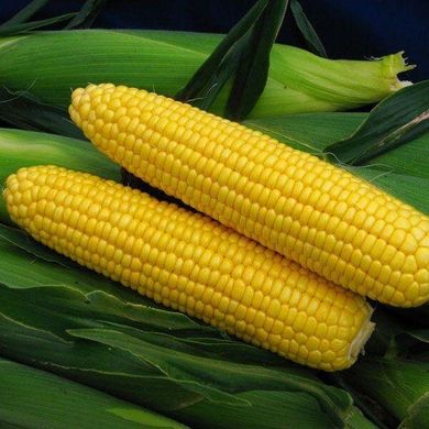 Спіріт F1 - насіння кукурудзи, 100 000 шт, Syngenta 62505 фото