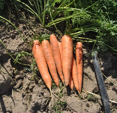 Лагуна F1 - насіння моркви, 25 000 шт (2.0 - 2.2), Nunhems 79157 фото