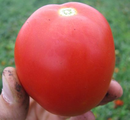 Калієндо F1 - насіння томата, 1000 шт, Esasem 744026678 фото