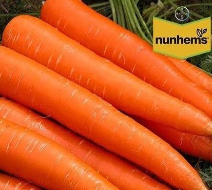 Каданс F1 - насіння моркви, 100 000 шт (1.6 - 1.8), Nunhems 07497 фото