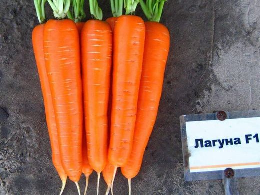 Лагуна F1 - семена моркови, 25 000 шт (2.0 - 2.2), Nunhems 79157 фото