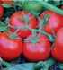 Сагатан F1 - насіння томата, 1000 шт, Syngenta 90148 фото 2