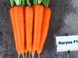 Лагуна F1 - насіння моркви, 25 000 шт (2.0 - 2.2), Nunhems 79157 фото 4