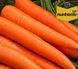 Каданс F1 - семена моркови, 100 000 шт (1.6 - 1.8), Nunhems 07497 фото 1