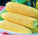 Спіріт F1 - насіння кукурудзи, 100 000 шт, Syngenta 62505 фото 2