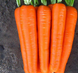 Лагуна F1 - семена моркови, 100 000 шт (1.6 - 1.8), Nunhems 74429 фото 1