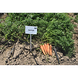 Лагуна F1 - насіння моркви, 100 000 шт (1.6 - 1.8), Nunhems 74429 фото 5
