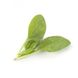 Муфлон F1 - семена шпината, 25 000 шт, Rijk Zwaan 1092502372 фото 1