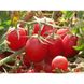 Калієндо F1 - насіння томата, 1000 шт, Esasem 744026678 фото 2
