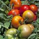 Трібека F1 - насіння томата, 1000 шт, Hazera 20827 фото 1