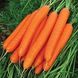 Каданс F1 - насіння моркви, 100 000 шт (1.6 - 1.8), Nunhems 07497 фото 2