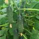 Амарок F1 - насіння огірка, 250 насіння, Bejo 67184 фото 2