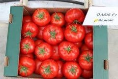 Оазис F1 - насіння томата, 1000 шт, Clause 84999 фото