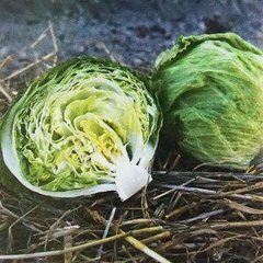 Грін Мун (ICE18140) - насіння салату, 5000 шт (драже), Hazera 57524 фото