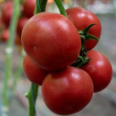 Ладженда F1 - насіння томата, 500 шт, Syngenta 80-601 фото