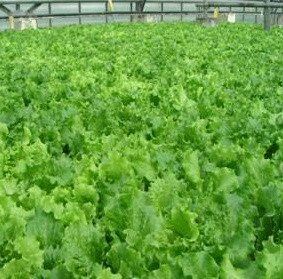 Фанлі - насіння салату, 5000 шт, Syngenta 04692 фото