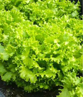 Фанлі - насіння салату, 5000 шт, Syngenta 04692 фото