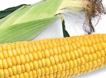 Старшайн F1 - семена кукурузы, 50 000 шт, Syngenta 62507 фото