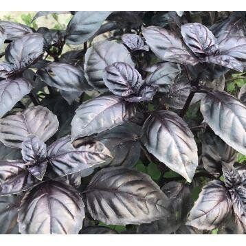 Виолет Кинг F1 - семена базилика, 500 г, Spark Seeds 18011 фото