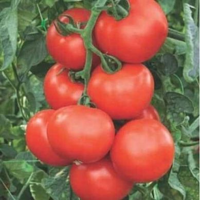 Абелус F1 - насіння томата, 1000 шт, Rijk Zwaan 97840 фото
