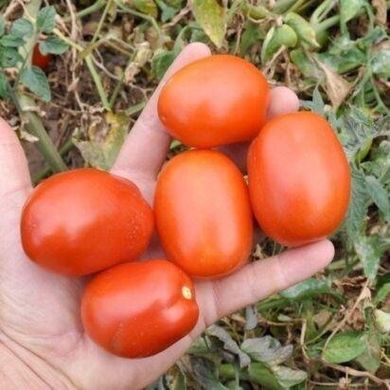 Керо F1 - насіння томата, 500 шт, Esasem 26679 фото