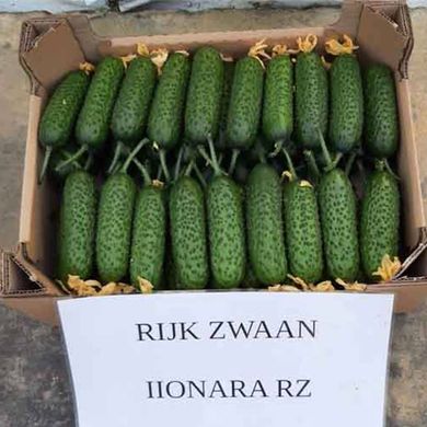Ілонара F1 - насіння огірка, 250 шт, Rijk Zwaan 11960 фото