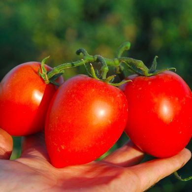 Наміб F1 - насіння томата, 1000 шт, Syngenta 75715 фото