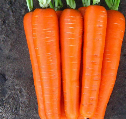 Лагуна F1 - насіння моркви, 100 000 шт (2.0 - 2.2), Nunhems 81515 фото