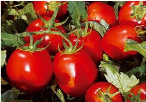 Керо F1 - насіння томата, 500 шт, Esasem 26679 фото
