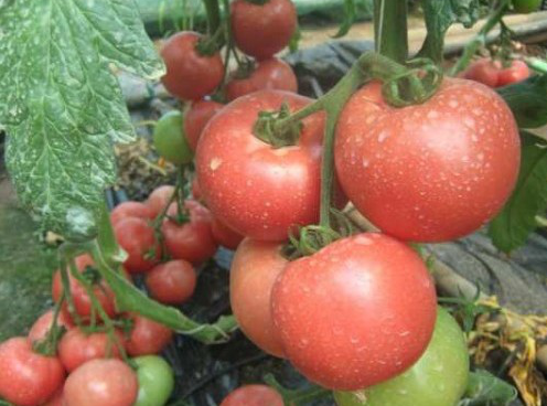 Пінк Клер F1 - насіння томата, 500 шт, Hazera 20842 фото