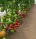 Абелус F1 - насіння томата, 1000 шт, Rijk Zwaan 97840 фото 3