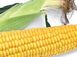 Старшайн F1 - насіння кукурудзи, 50 000 шт, Syngenta 62507 фото 2
