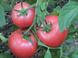Пінк Клер F1 - насіння томата, 500 шт, Hazera 20842 фото 2