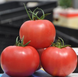 Пінк Клер F1 - насіння томата, 500 шт, Hazera 20842 фото 1