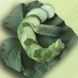 Талія F1 (AGX 30-240 F1) - насіння огірка, 500 г, Agri Saaten 1075126702 фото 2