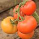 Абелус F1 - насіння томата, 1000 шт, Rijk Zwaan 97840 фото 1