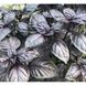 Віолет Кінг F1 - насіння базиліка, 500 г, Spark Seeds 18011 фото 2
