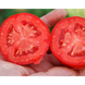Керо F1 - насіння томата, 500 шт, Esasem 26679 фото 2
