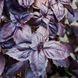 Виолет Кинг F1 - семена базилика, 500 г, Spark Seeds 18011 фото 1